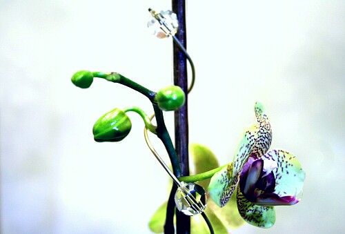 Orchideenwickler mit Swarovski Elements Nahansicht